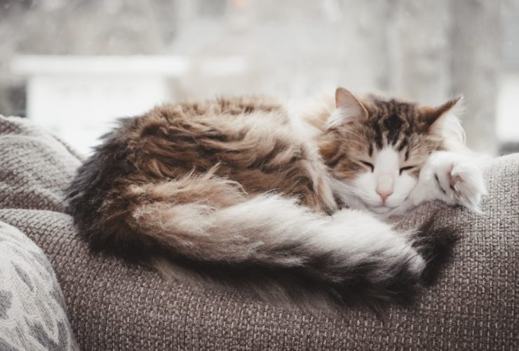 Kedilerde Tüy Dökülmesi Neden Olur? Kedilerde Tüy Dökülmesi Neden Olur?