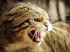 Hırçın ve Agresif Kedi Nasıl Sakinleştirilir? Hırçın ve Agresif Kedi Nasıl Sakinleştirilir?