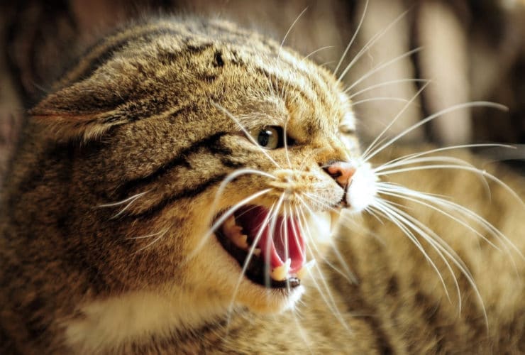 Hırçın ve Agresif Kedi Nasıl Sakinleştirilir? Hırçın ve Agresif Kedi Nasıl Sakinleştirilir?