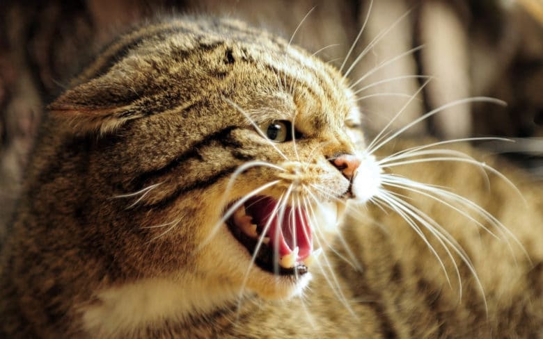 Hırçın ve Agresif Kedi Nasıl Sakinleştirilir? Hırçın ve Agresif Kedi Nasıl Sakinleştirilir?