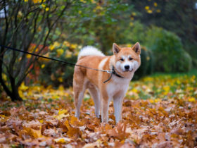 Akita Inu Köpek Cinsi Akita Inu Köpek Cinsi