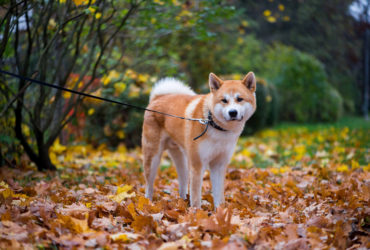 Akita Inu Köpek Cinsi Akita Inu Köpek Cinsi