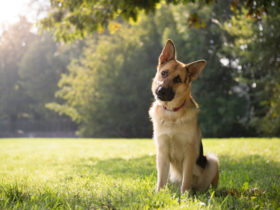 German Shepherd (Alman Kurdu) Köpek Cinsi German Shepherd (Alman Kurdu) Köpek Cinsi