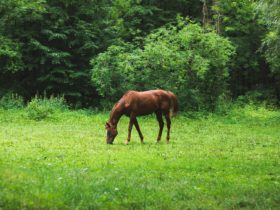 Atların Sağlığını Tehdit Eden Besinler Atların Sağlığını Tehdit Eden Besinler