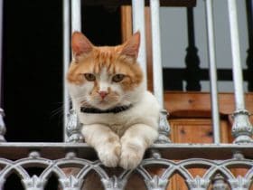 kedilere ev yemegi verilir mi hangi