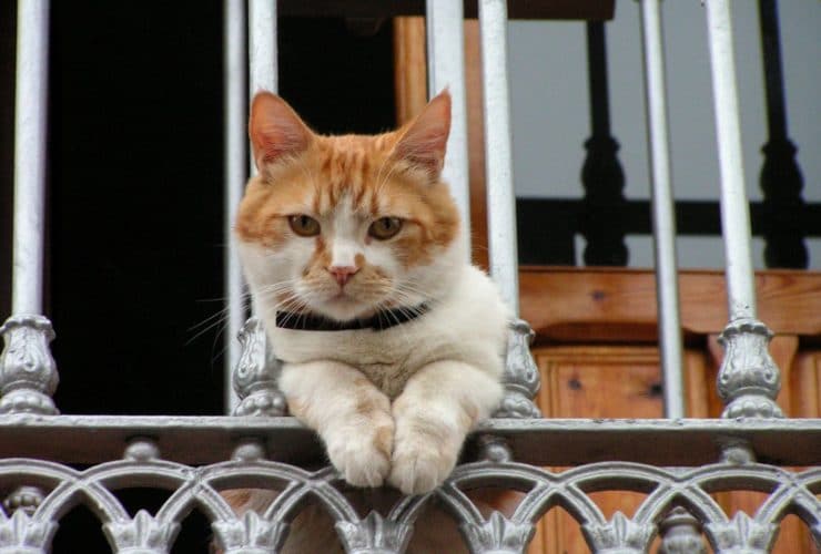 Kediler Balkonda Beslenir mi? Kediler Balkonda Beslenir mi?