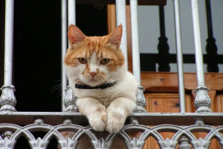 Kediler Balkonda Beslenir mi? Kediler Balkonda Beslenir mi?