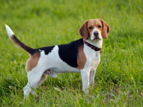 Beagle Köpek Cinsi