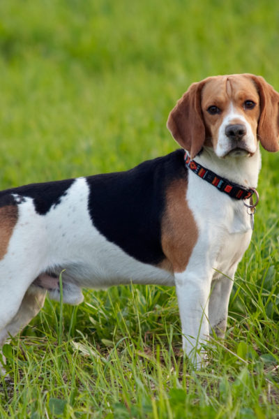 Beagle Köpek Cinsi Beagle Köpek Cinsi