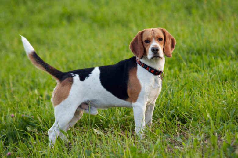 Beagle Köpek Cinsi Beagle Köpek Cinsi