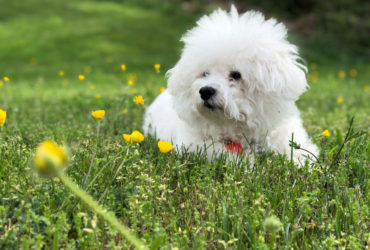 Bichon Frise Köpek Cinsi Bichon Frise Köpek Cinsi