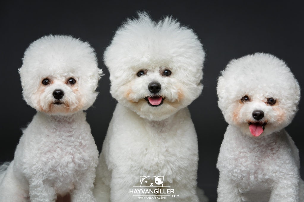 Bichon Frise Köpek Cinsi Bichon Frise Köpek Cinsi
