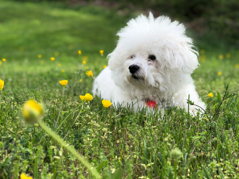 Bichon Frise Köpek Cinsi Bichon Frise Köpek Cinsi