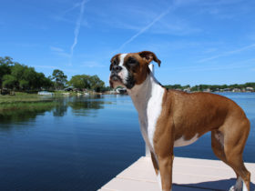 Boxer Köpek Cinsi Boxer Köpek Cinsi