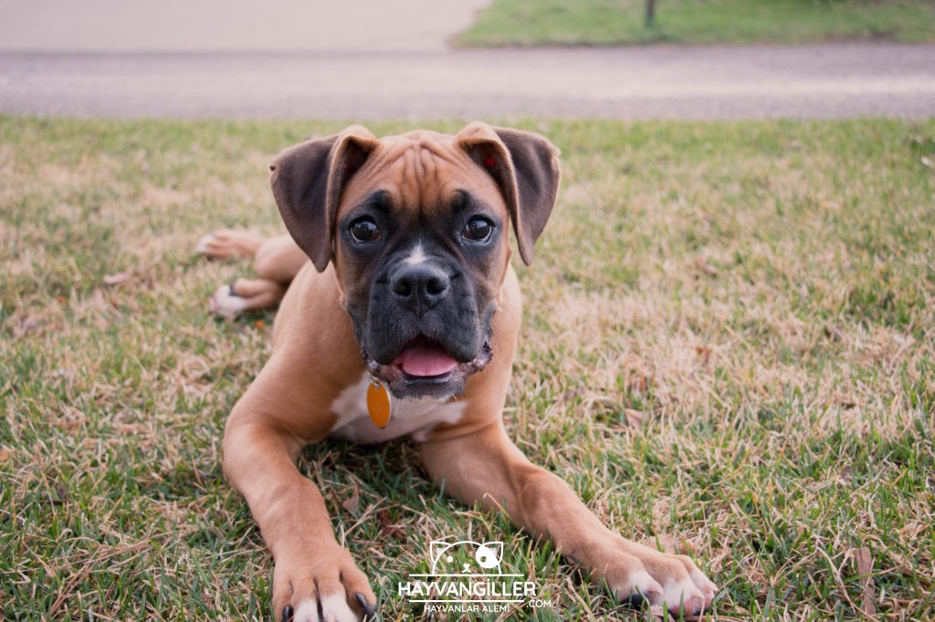 Boxer Köpek Cinsi