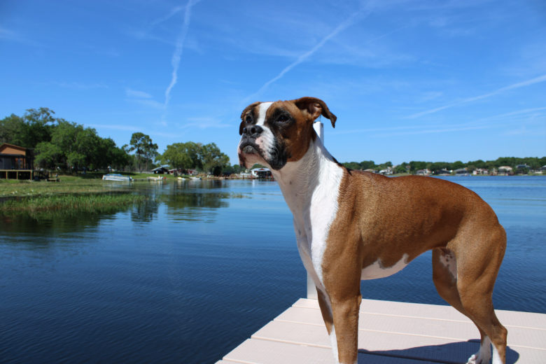 Boxer Köpek Cinsi Boxer Köpek Cinsi