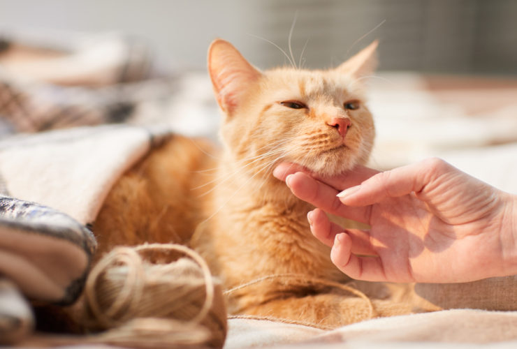 Kediler Boyunlarından Sevilmekten Neden Hoşlanır? Kediler Boyunlarından Sevilmekten Neden Hoşlanır?