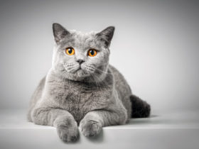 British Shorthair Kedi Cinsi British Shorthair Kedi Cinsi