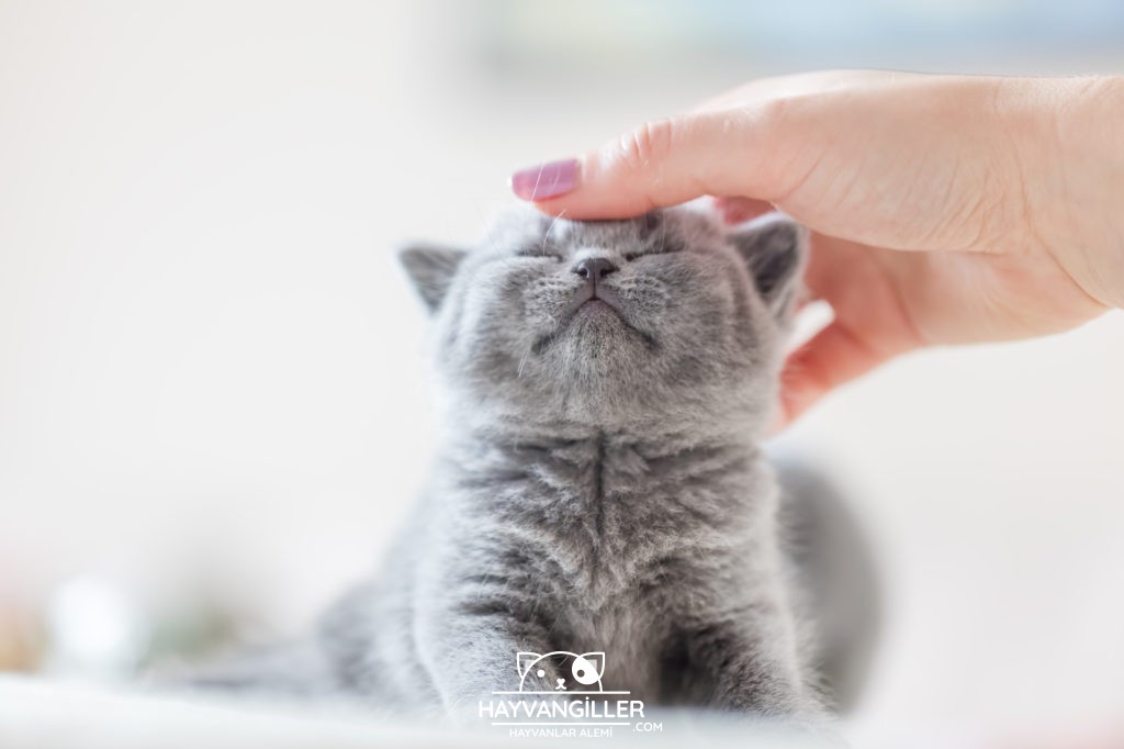 British Shorthair Kedi Cinsi British Shorthair Kedi Cinsi