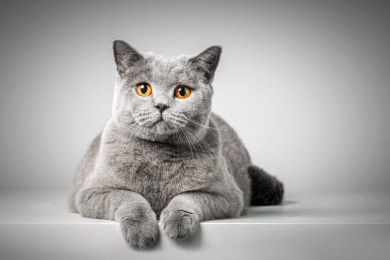 British Shorthair Kedi Cinsi British Shorthair Kedi Cinsi