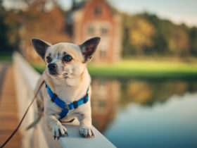 Chihuahua Köpek Cinsi Chihuahua Köpek Cinsi