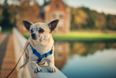 Chihuahua Köpek Cinsi Chihuahua Köpek Cinsi