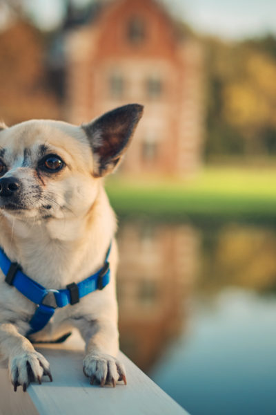 Chihuahua Köpek Cinsi