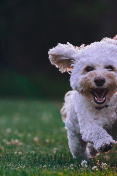 Cockapoo Köpek Cinsi