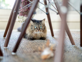 Kediler Evde Yalnız Kalabilir Mi? Kediler Evde Yalnız Kalabilir Mi?
