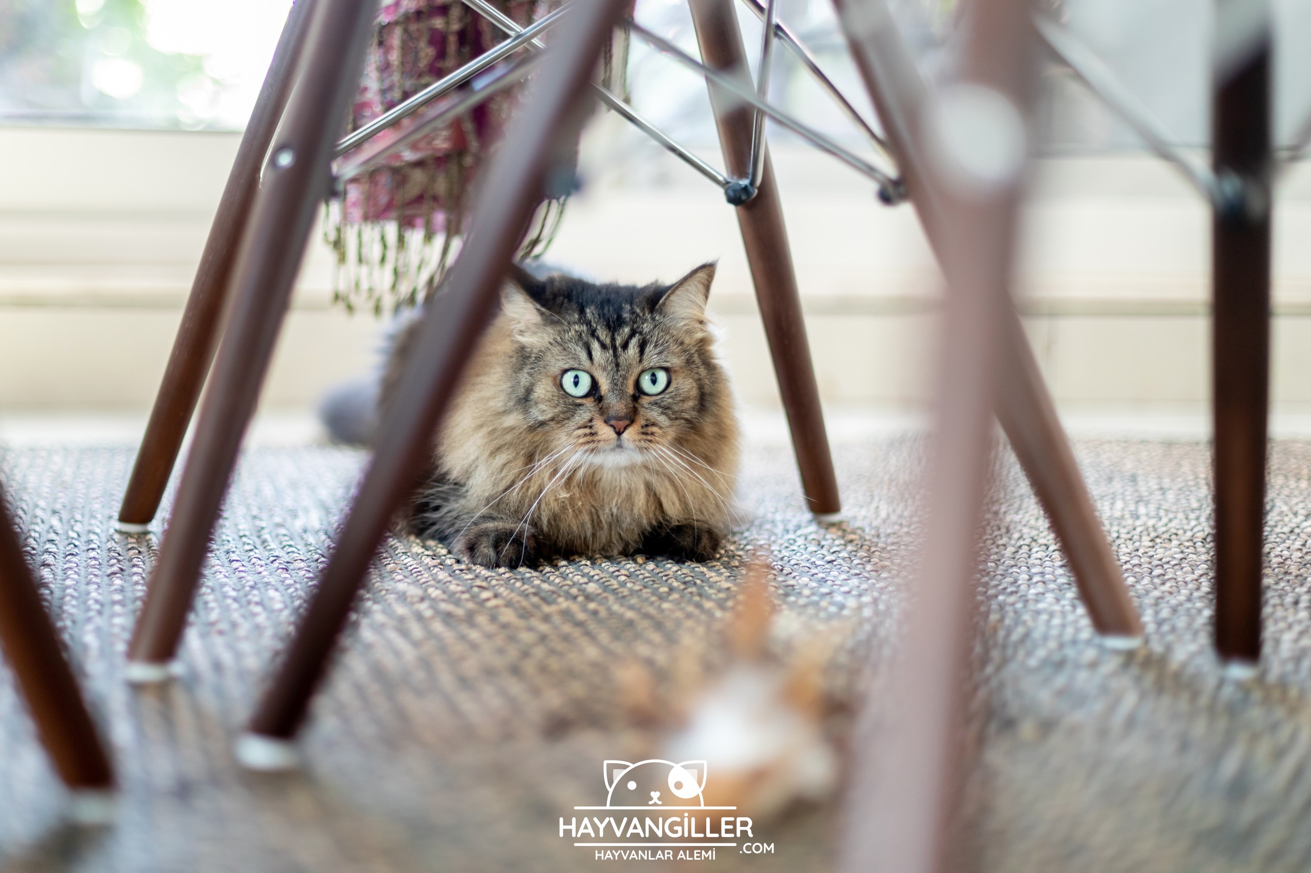 kediler evde yalniz kalabilir mi hayvangiller