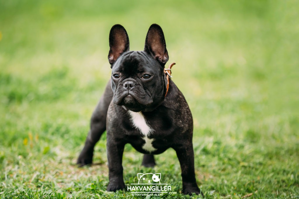 Fransız Bulldog Köpek Cinsi • Hayvangiller