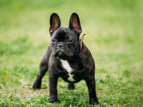 Fransız Bulldog Köpek Cinsi Fransız Bulldog Köpek Cinsi