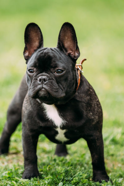 Fransız Bulldog Köpek Cinsi Fransız Bulldog Köpek Cinsi