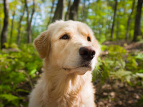 Golden Retriever Köpek Cinsi