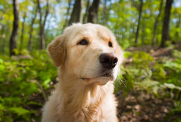 Golden Retriever Köpek Cinsi Golden Retriever Köpek Cinsi