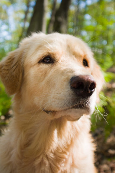 Golden Retriever Köpek Cinsi