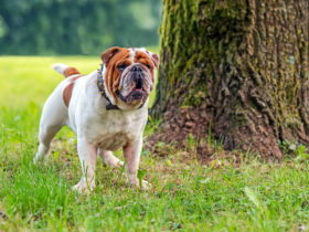 Bulldog Köpek Cinsi Bulldog Köpek Cinsi