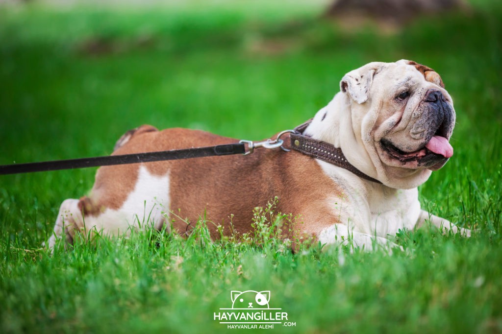 Bulldog Köpek Cinsi