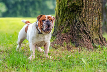 Bulldog Köpek Cinsi Bulldog Köpek Cinsi