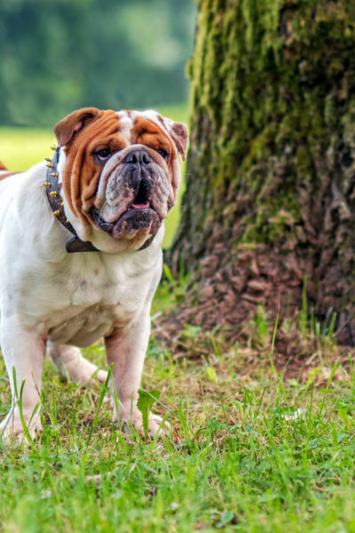 Bulldog Köpek Cinsi Bulldog Köpek Cinsi