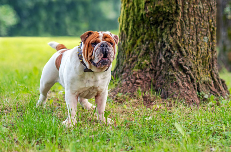 Bulldog Köpek Cinsi Bulldog Köpek Cinsi