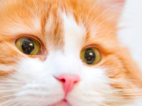 Kedilerde Göz Sulanması Neden Olur, Nasıl Geçer? Kedilerde Göz Sulanması Neden Olur, Nasıl Geçer?