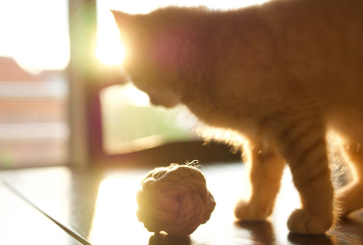 Sokağa Bırakılan Ev Kedisi Yaşamını Sürdürebilir Mi? Sokağa Bırakılan Ev Kedisi Yaşamını Sürdürebilir Mi?