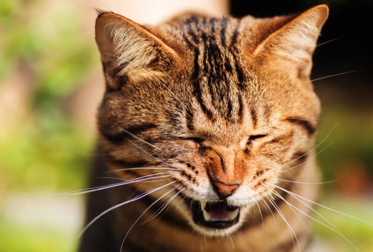 Kedi Hapşırması ve Tedavisi