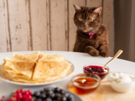 Kedilere Ev Yemeği Verilir Mi? Hangi Yemekler Verilebilir? Kedilere Ev Yemeği Verilir Mi? Hangi Yemekler Verilebilir?