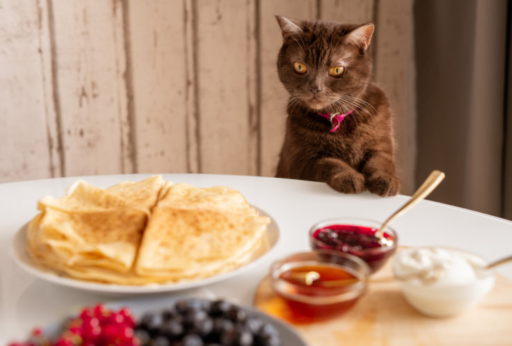 Kedilere Ev Yemeği Verilir Mi? Hangi Yemekler Verilebilir? Kedilere Ev Yemeği Verilir Mi? Hangi Yemekler Verilebilir?