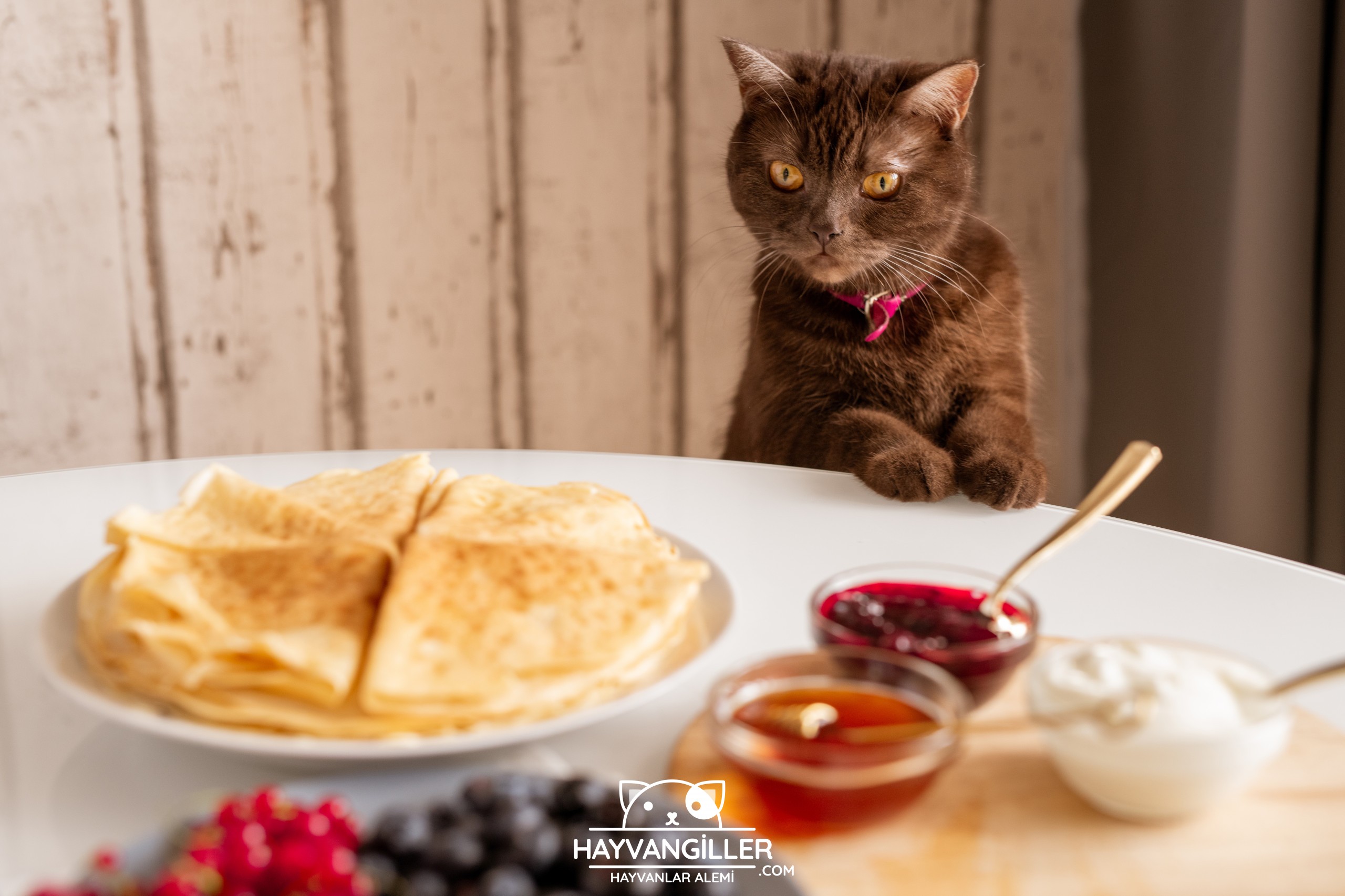 kedilere ev yemegi verilir mi hangi yemekler verilebilir hayvangiller