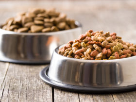 Kedi ve Köpek Maması Seçerken Nelere Dikkat Edilmeli? Kedi ve Köpek Maması Seçerken Nelere Dikkat Edilmeli?