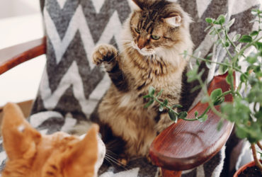 Köpeklerle Kediler Neden Anlaşamaz? Köpeklerle Kediler Neden Anlaşamaz?