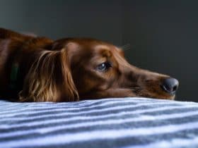 Köpeklerde İshal ve Kusmaya Ne İyi Gelir? Köpeklerde İshal ve Kusmaya Ne İyi Gelir?